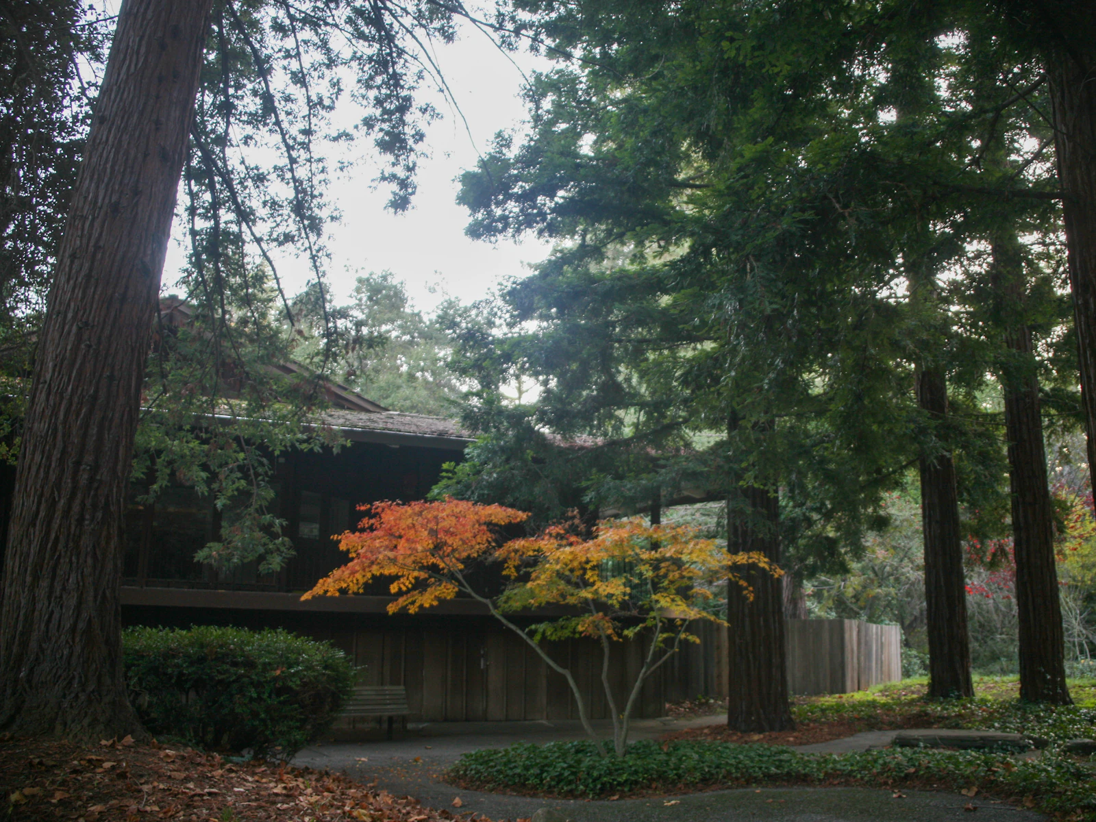 Illustrative photo of a house nestled among tall trees with autumn foliage